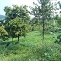 Big land for sale in Rutsiro near Rubavu 